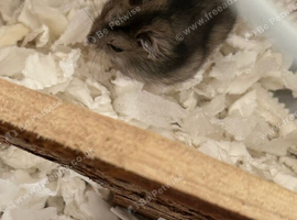 Baby hamster and cage