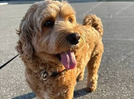 Cockapoo puppies