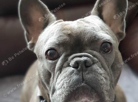 Wanted a Frenchie cross