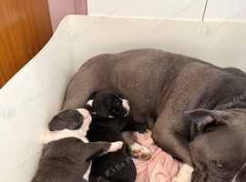 ABKC extreme pocket bully's