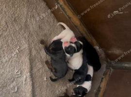 Beautiful litter looking for there forever homes