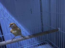 Pair of young red mosaic canary&rsquo;s