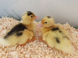 Muscovy ducklings for sale now 2 weeks old
