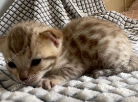 5 beautiful full breed bengals