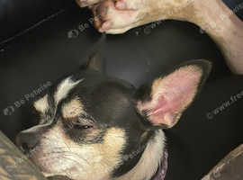 Looking for a male chihuahua stud asap