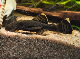 Ancistrus sp. Colombia