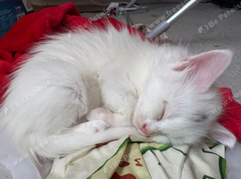 Maine coon mixed kittens