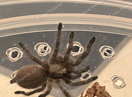 Balfouri blue baboon tarantula