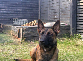 Belgian shepherd for sale