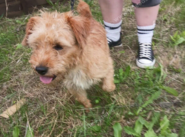 Jack Russell dog for sale