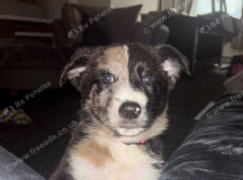 Last female puppy