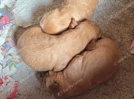 Cavapoo puppies