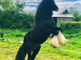 Experienced ride & drive stallion