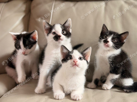 Kittens for sale