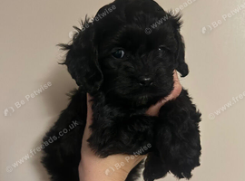 Beautiful American cockapoo babies available.