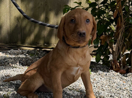 Fox Red & Black Labrador Retriever Puppies