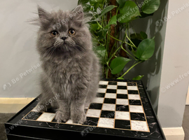 READY NOW - SUPER PLAYFUL BLUE PERSIAN GIRL