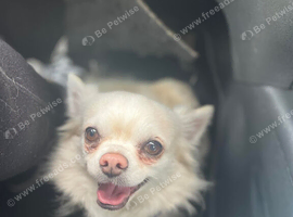 Long haired Chihuahua - PLEASE READ DESCRIPTION THOROUGHLY!