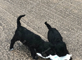 READY NOW F1b SPOODLE GIRLS FROM 5* LICENCED BREEDER