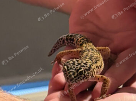 Leopard gecko
