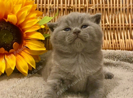ABSOLUTELY BEAUTIFUL BSH BOY