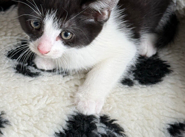 Stunning kittens x bsh &pound;50 EACH