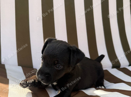Russel puppies
