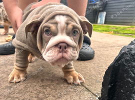 English bulldog