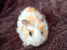 Beautiful baby male