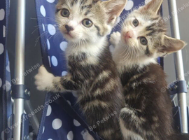 Stunning kittens for reservation/sale