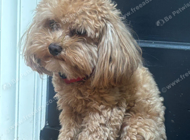 1yr old toy maltipoo male for rehoming