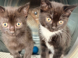 4 kittens