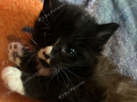 3 beautiful kittens looking for a home