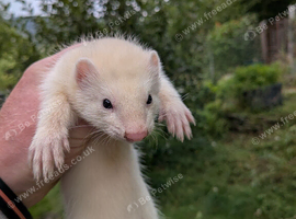 Ferret kits