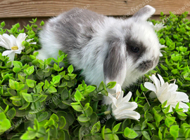 Gorgeous pure Mini lops