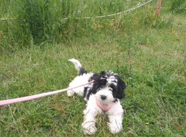 Female - Millie