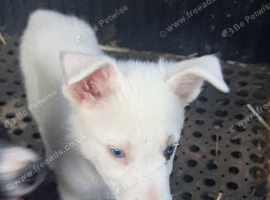 Farm reared pups