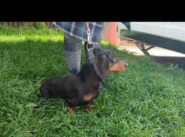 Male dachund 3years old