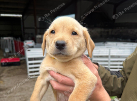 LAST BOY REMAINING KC Labradors