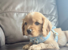 King Charles spaniel