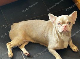 The sweetest gentlest frenchie cross girl