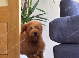 F1 medium sized Goldendoodle