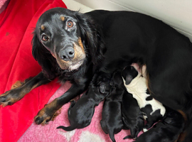 Stunning litter 5 Cocker Spaniel puppies!