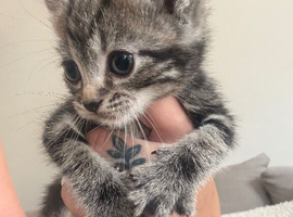 2 beautiful grey striped kittens