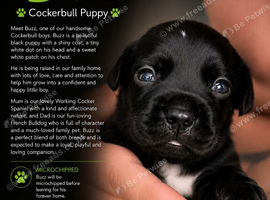 Cockerbulls
