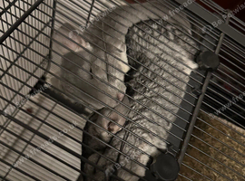 2 female chinchillas one standard grey and one violet grey