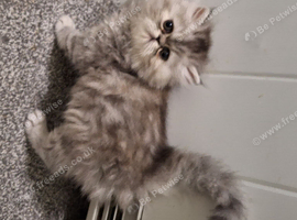 Stunning pure bred persian kittens bridgwater