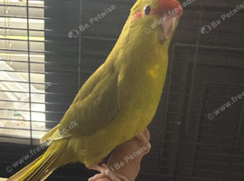 Hand tame kakariki