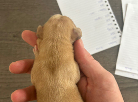 Springador puppies