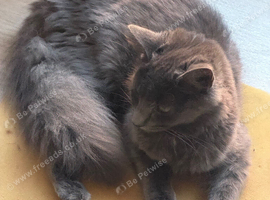 2 Beautiful British Longhair Ready to Leave